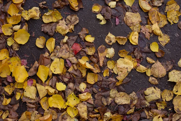 Folhas Outono Amarelas Caídas Jazem Chão Molhado — Fotografia de Stock