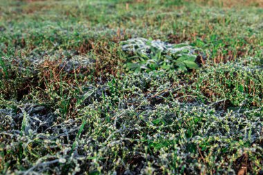 Yeşil çimlerde donmuş çiy, sonbahar ya da ilkbaharda ilk don. Buzla kaplanmış taze çimenler..