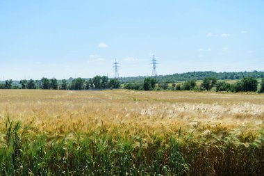 Çavdar ekmekleri güneşli bir günde olgunlaşır. Yazın ortasında açık havada küçük bir tarım tarlası.