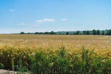 Çavdar ekmekleri güneşli bir günde olgunlaşır. Yazın ortasında açık havada küçük bir tarım tarlası.