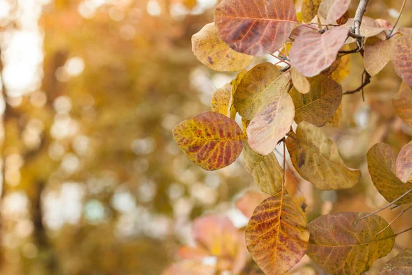 Folhas Cereja Amareladas Galho Árvore Pôr Sol Pôr Sol — Fotografia de Stock