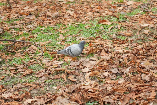 Akçaağaç Yapraklarının Arasında Bir Güvercin Yürüyor — Stok fotoğraf