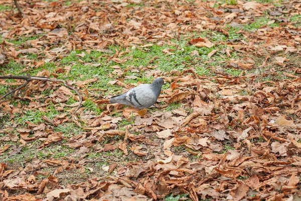 Uma Pomba Caminha Entre Folhas Caídas Uma Árvore Bordo — Fotografia de Stock