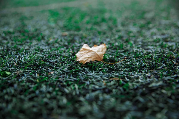 Une Feuille Érable Jaune Trouve Sur Gazon Artificiel Terrain Soccer — Photo