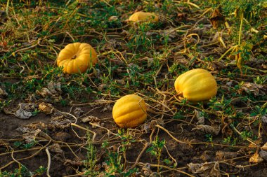 Sonbaharda hasat edilmeden önce yerde yatan olgun balkabakları, tarlada hasat edilmemiş ekinler.
