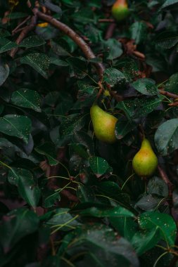 Ağaç dalında olgunlaşan sonbahar armudu, koyu soğuk renklerde çekilmiş.