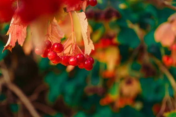 Viburnum Pendurado Ramo Bagas Maduras Livre Ambiente Natural — Fotografia de Stock