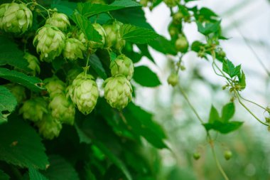 Doğal ortamda yaygın zıplamaların yeşil konileri, doğada vahşi zıplamalar..