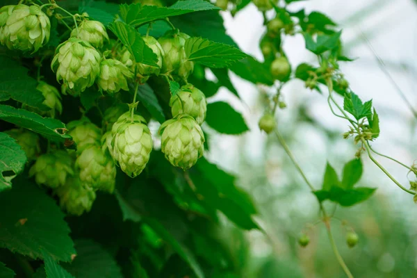 Doğal ortamda yaygın zıplamaların yeşil konileri, doğada vahşi zıplamalar..