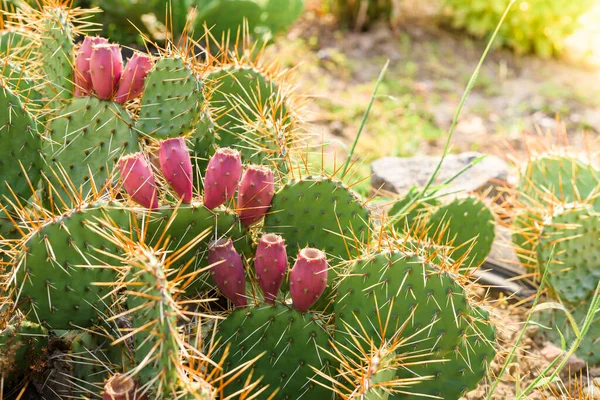 Pink Cactus Fruits Leaves Thorns Cactus Grow Outdoors — Stock Photo, Image