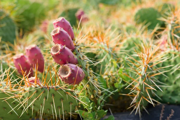 Rosa Cacto Frutas Juntamente Com Folhas Espinhos Cacto Crescer Livre — Fotografia de Stock