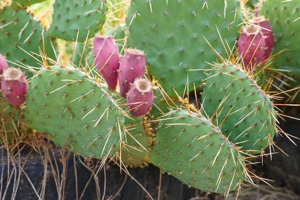Pink cactus fruits along with leaves and thorns, cactus grow outdoors.