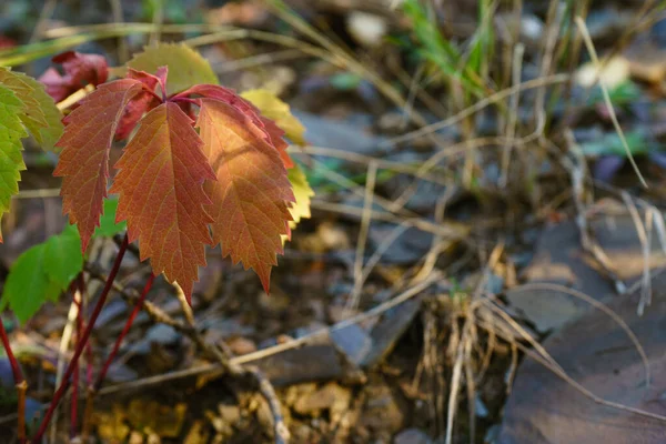 Feuilles Raisins Sauvages Gros Plan Automne Raisins Sauvages Aux Feuilles — Photo