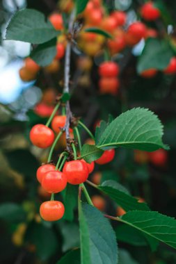 Güneşli bir günde üzerinde kırmızı kiraz olan bir kiraz dalı. Ağaçta olgunlaşan kiraz meyveleri.
