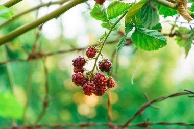 Açık havada böğürtlen olgunlaştırmak, doğada sonbahar meyveleri.