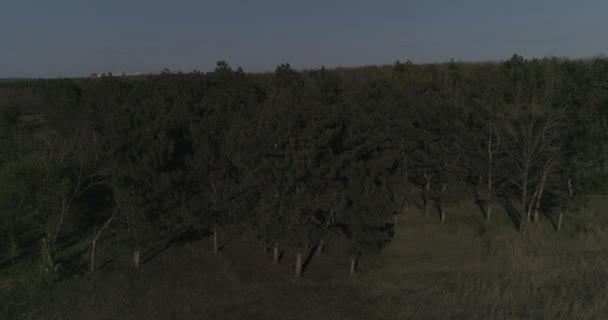 Borde Del Bosque Coníferas Día Soleado Pequeño Bosque Artificial Coníferas — Vídeos de Stock