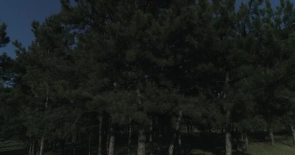 在阳光灿烂的日子里 针叶林的边缘 一个由针叶林组成的人造小森林 — 图库视频影像