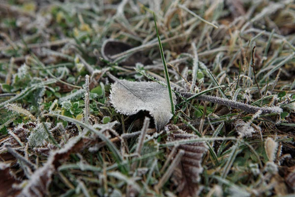 晩秋または初冬に落ち葉で霜 最初の霜で草の上で霜 — ストック写真