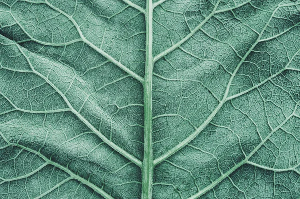 Green Burdock Leaves Texture Background Close Macro Royalty Free Stock Images
