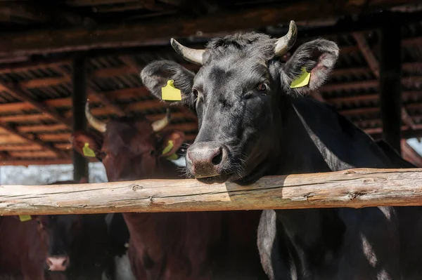 Toro Negro Una Granja Rural Puesto — Foto de Stock