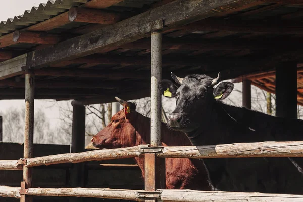 Un toro marrón y negro en una granja rural en un puesto — Foto de Stock