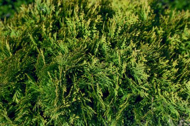 Yeşil yaprakların arkaplanı doğal duvar.