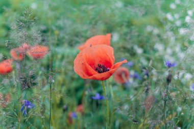 Parlak kır çiçekleri ve güneş ışığında bitkiler. Çok sığ odak.