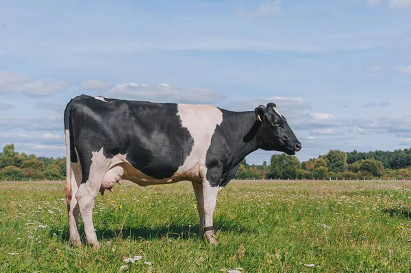 Krowa Przeciwko Niebu Zielona Trawa — Zdjęcie stockowe