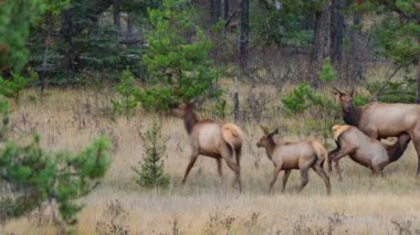 Geyikler çayır üzerinde