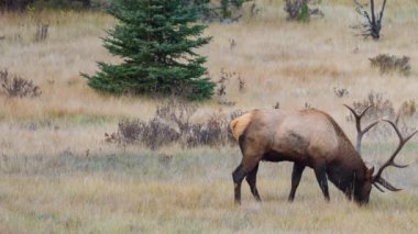 çayır üzerinde erkek geyik