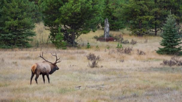 Male deer on the meadow — Stock Video