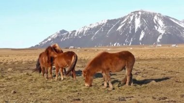 İzlandaca atları Eğer bir grup