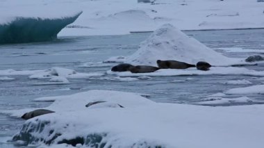 Buz parçası dinlenme mühürler