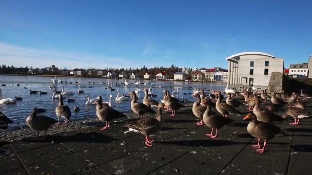 Kachny a labutě na jezeře — Stock video