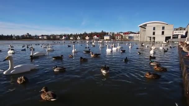 Утки и лебеди на озере — стоковое видео