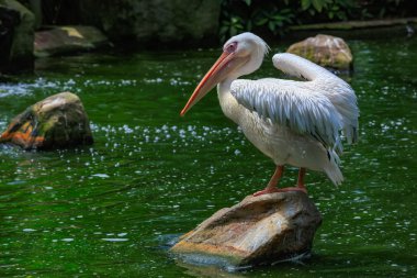 Büyük beyaz Pelikan