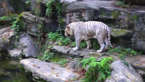 Белый тигр в зоопарке — стоковое видео