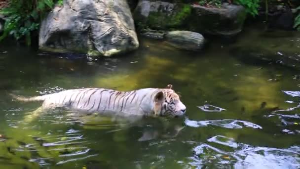 Білий тигр в зоопарку — стокове відео