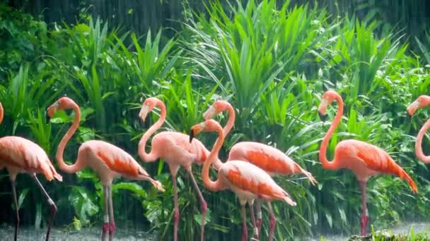 動物園のピンクのフラミンゴ — ストック動画