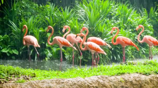 Flamant rose dans le zoo 