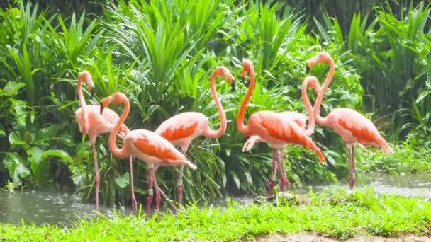 Rosa flamingo i zoo — Stockvideo