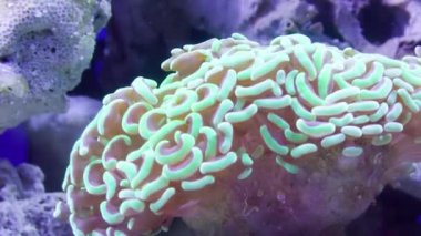 pembe mercan sualtı