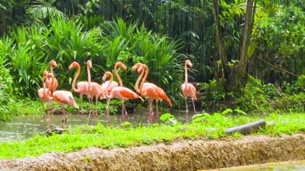 Flamant rose dans le zoo 
