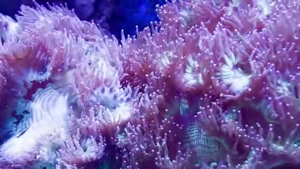 Růžový korál pod vodou — Stock video