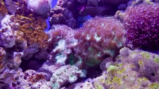 Rosa Korallen unter Wasser — Stockvideo