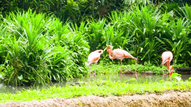 Flamingo rosa no zoológico — Vídeo de Stock