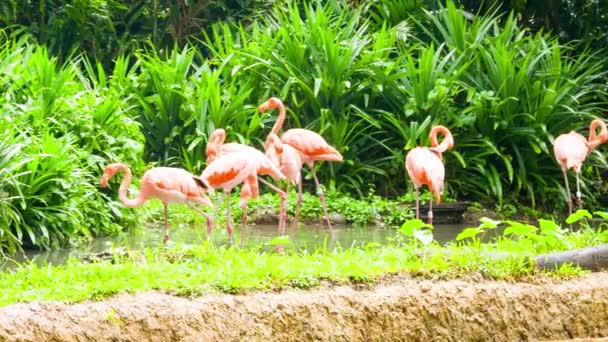 Pembe flamingo Hayvanat Bahçesi — Stok video