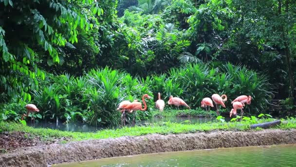 Fenicottero Rosa allo zoo — Video Stock