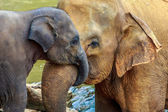 elefánt és baby elefánt