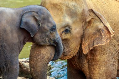 elephant and baby elephant clipart